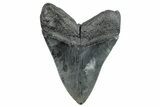 Serrated, Fossil Megalodon Tooth - South Carolina #284237-1